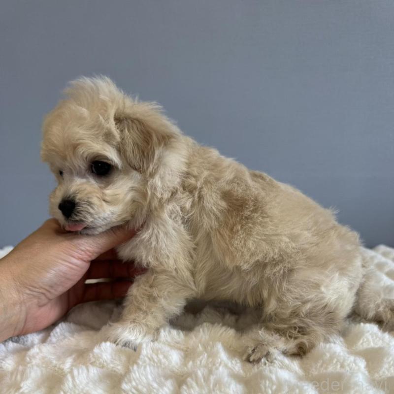 販売中の徳島県のマルプー:マルチーズ×トイプードル-451818の12枚目