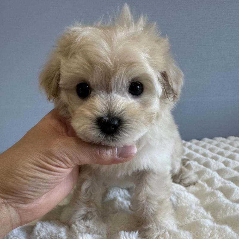 販売中の徳島県のマルプー:マルチーズ×トイプードル-451818の11枚目