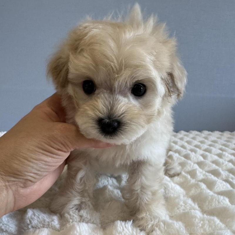 販売中の徳島県のマルプー:マルチーズ×トイプードル-451818の10枚目