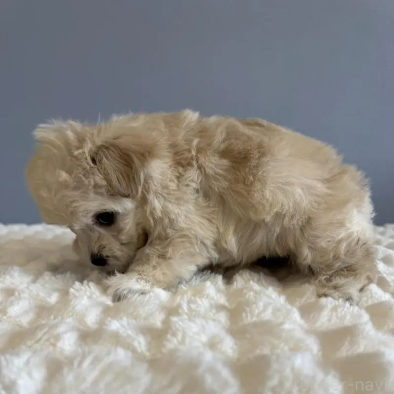 販売中の徳島県のマルプー:マルチーズ×トイプードル-451818の9枚目