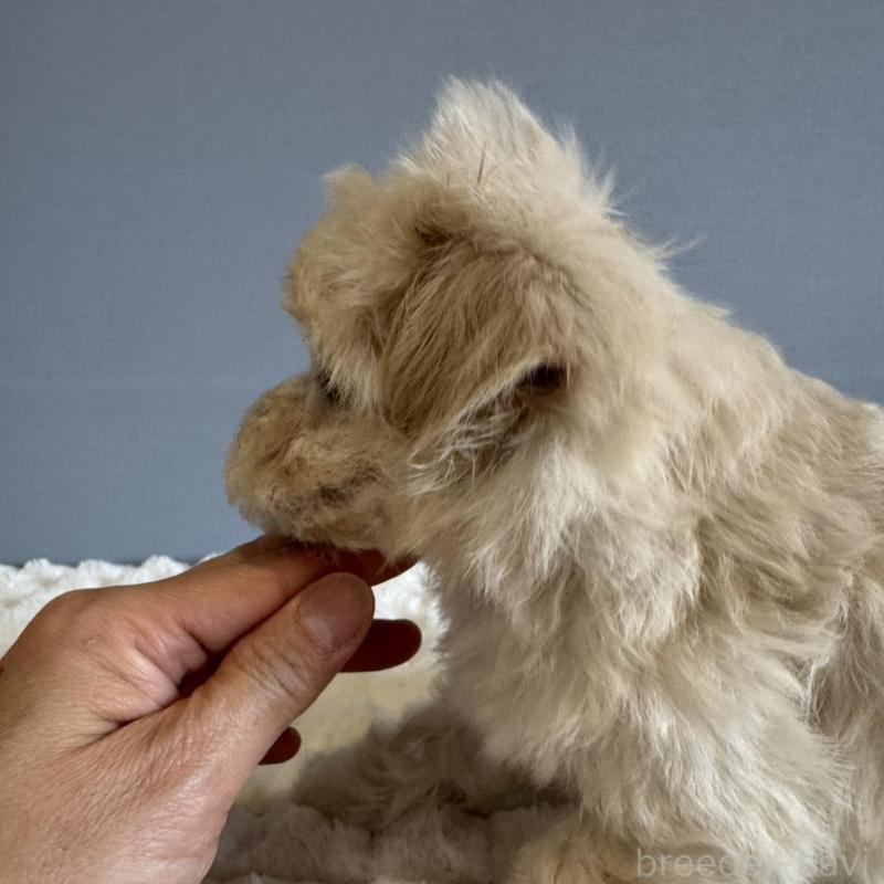 販売中の徳島県のマルプー:マルチーズ×トイプードル-451818の8枚目