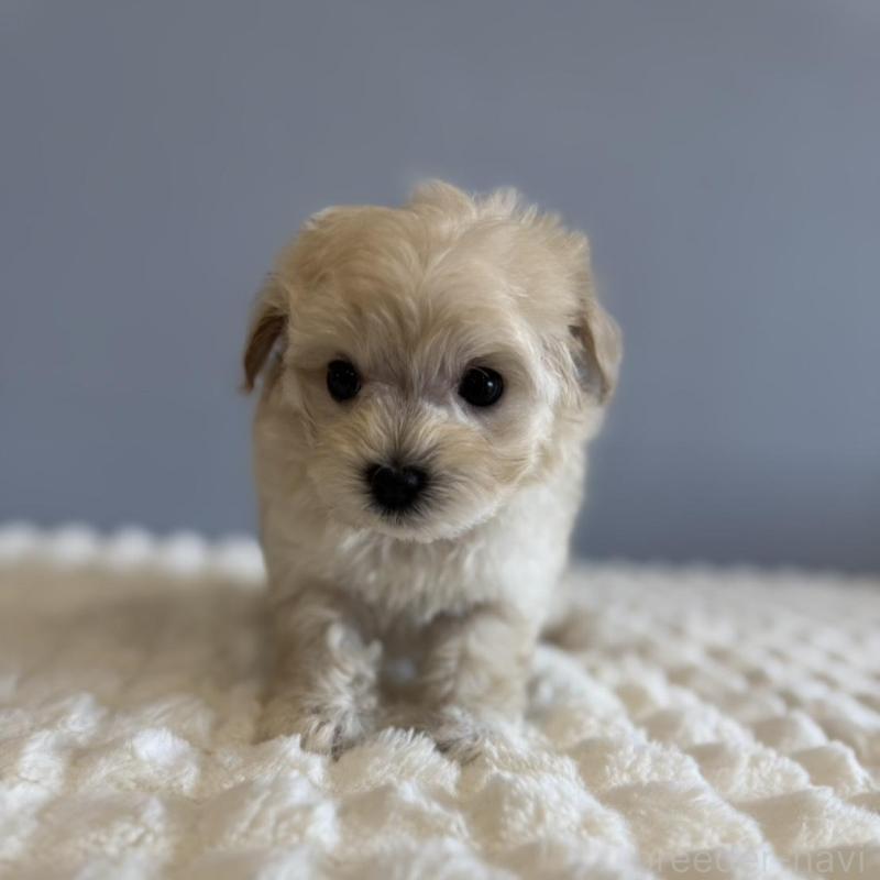 販売中の徳島県のマルプー:マルチーズ×トイプードル-451818の7枚目