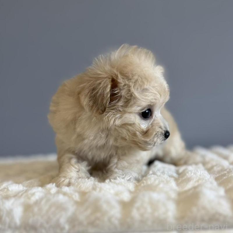 販売中の徳島県のマルプー:マルチーズ×トイプードル-451818の6枚目