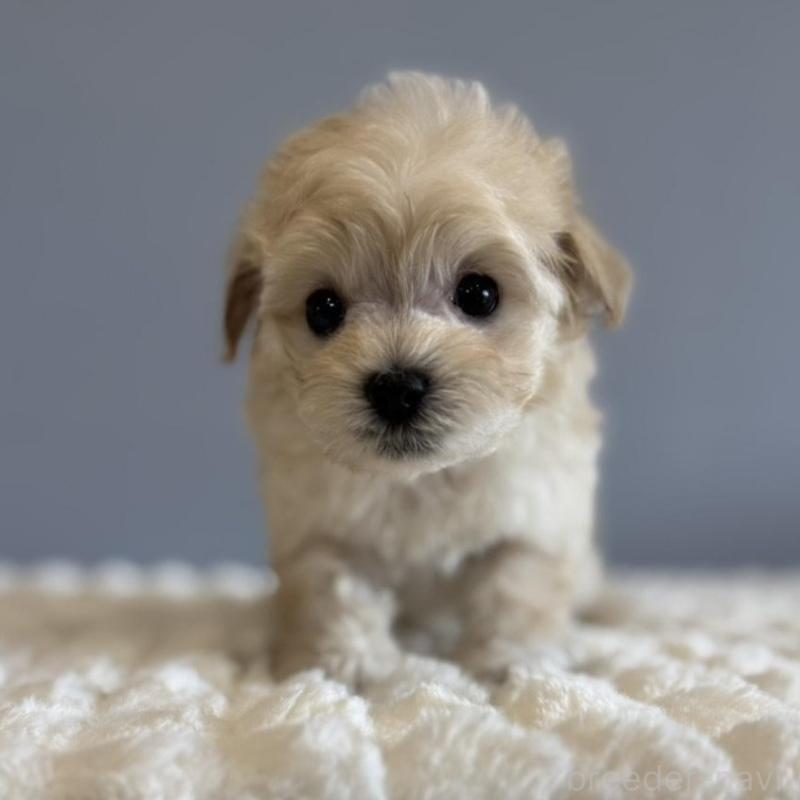 販売中の徳島県のマルプー:マルチーズ×トイプードル-451818の4枚目