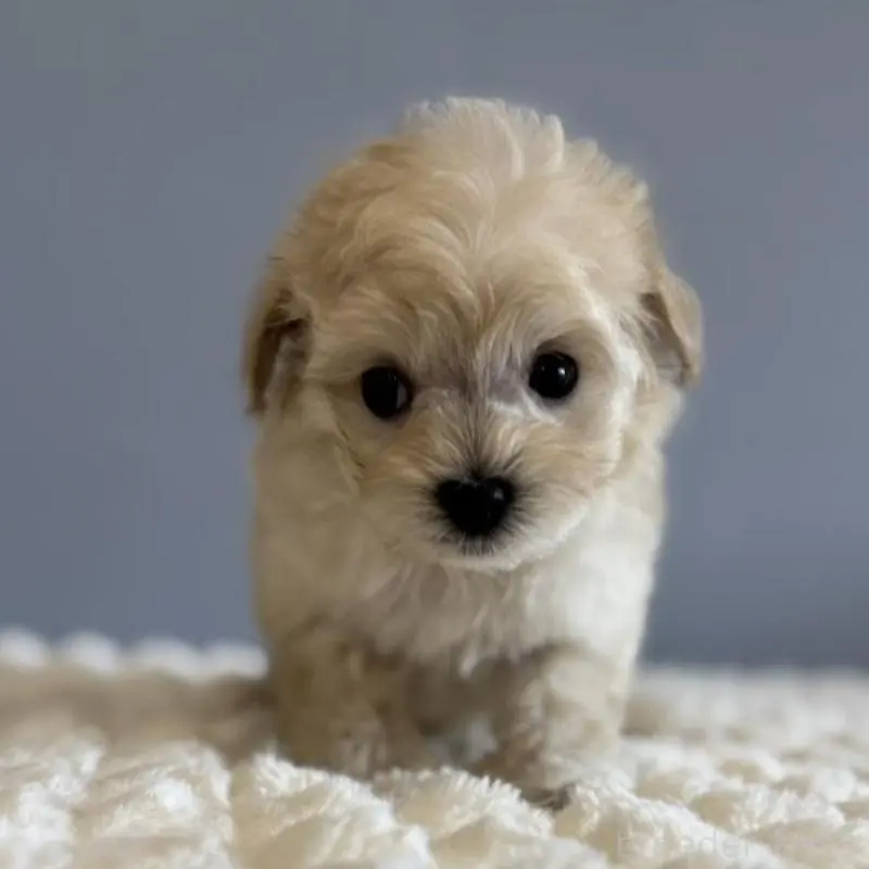 販売中の徳島県のマルプー:マルチーズ×トイプードル-451818の3枚目