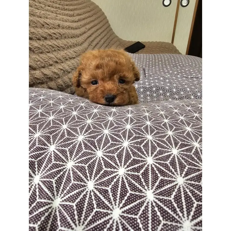 販売中の埼玉県のティーカッププードル-451821の13枚目