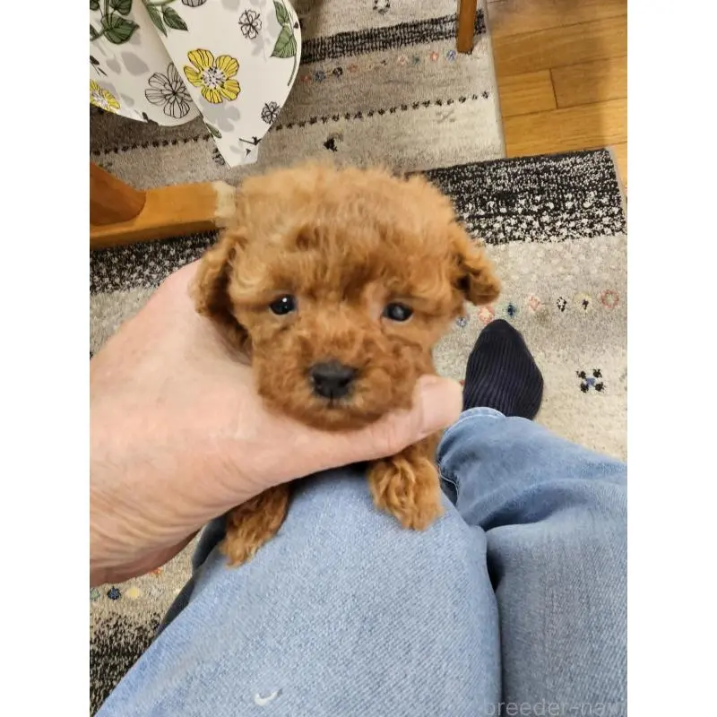 販売中の埼玉県のティーカッププードル-451821の12枚目