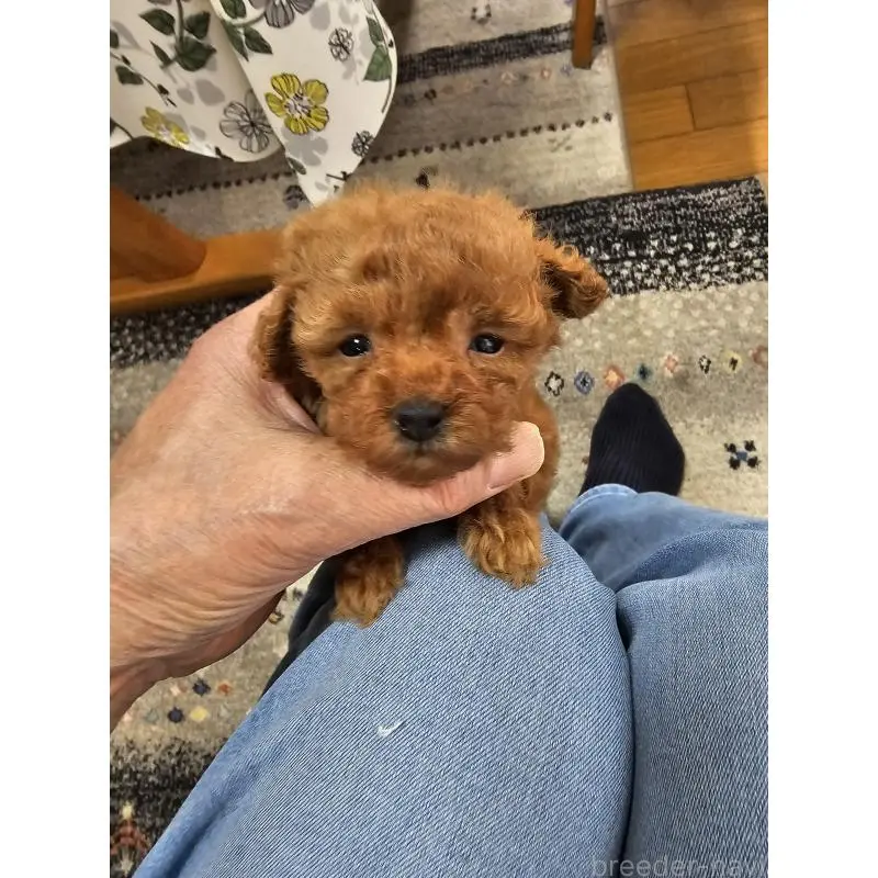 販売中の埼玉県のティーカッププードル-451821の11枚目