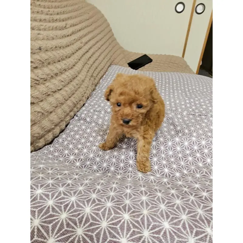 販売中の埼玉県のティーカッププードル-451821の10枚目