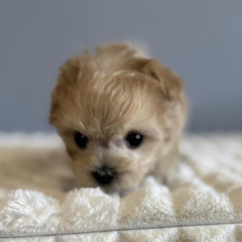 販売中の徳島県のマルプー:マルチーズ×トイプードル-451820の18枚目