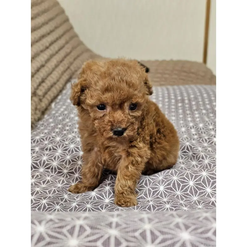 販売中の埼玉県のティーカッププードル-451821の9枚目