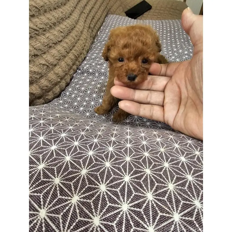 販売中の埼玉県のティーカッププードル-451821の8枚目