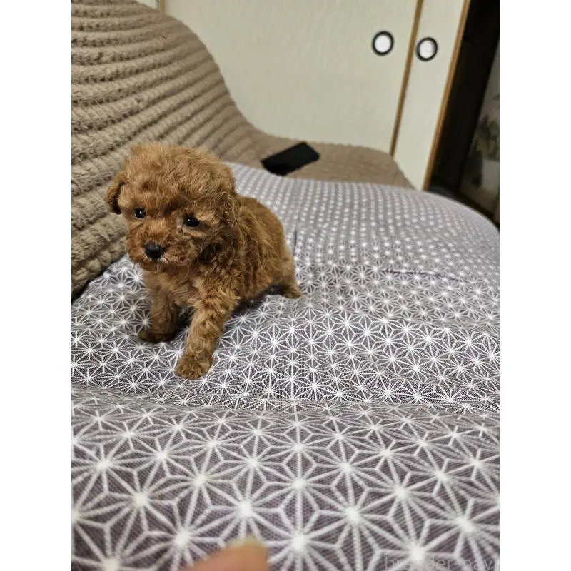 販売中の埼玉県のティーカッププードル-451821の7枚目