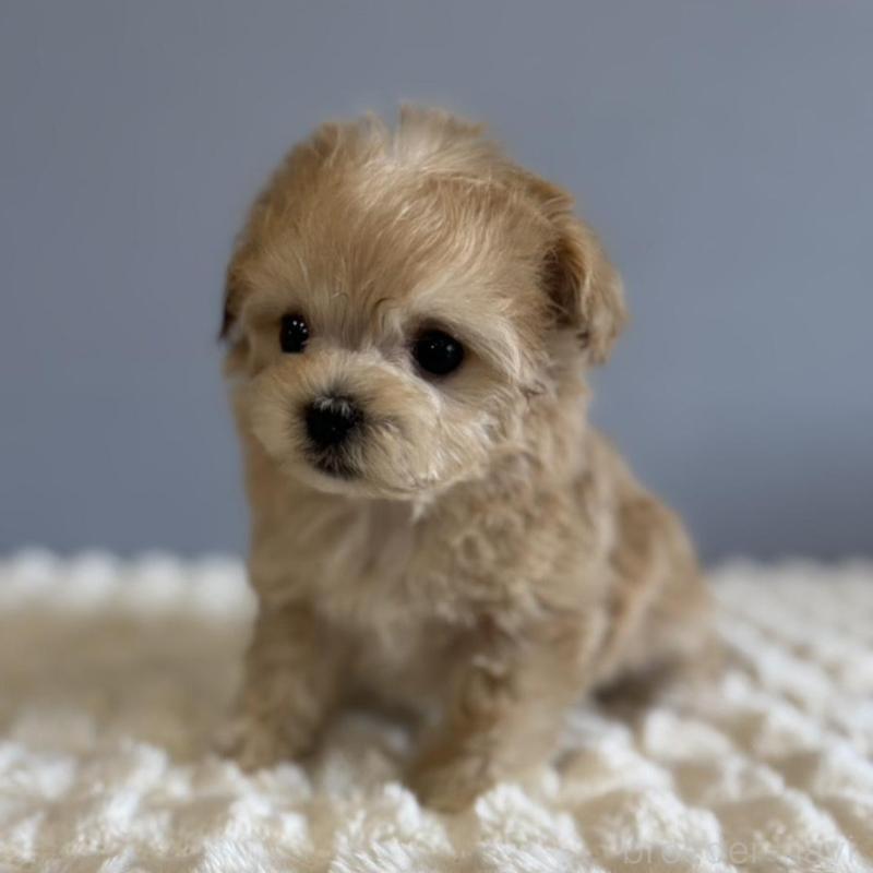 販売中の徳島県のマルプー:マルチーズ×トイプードル-451820の16枚目