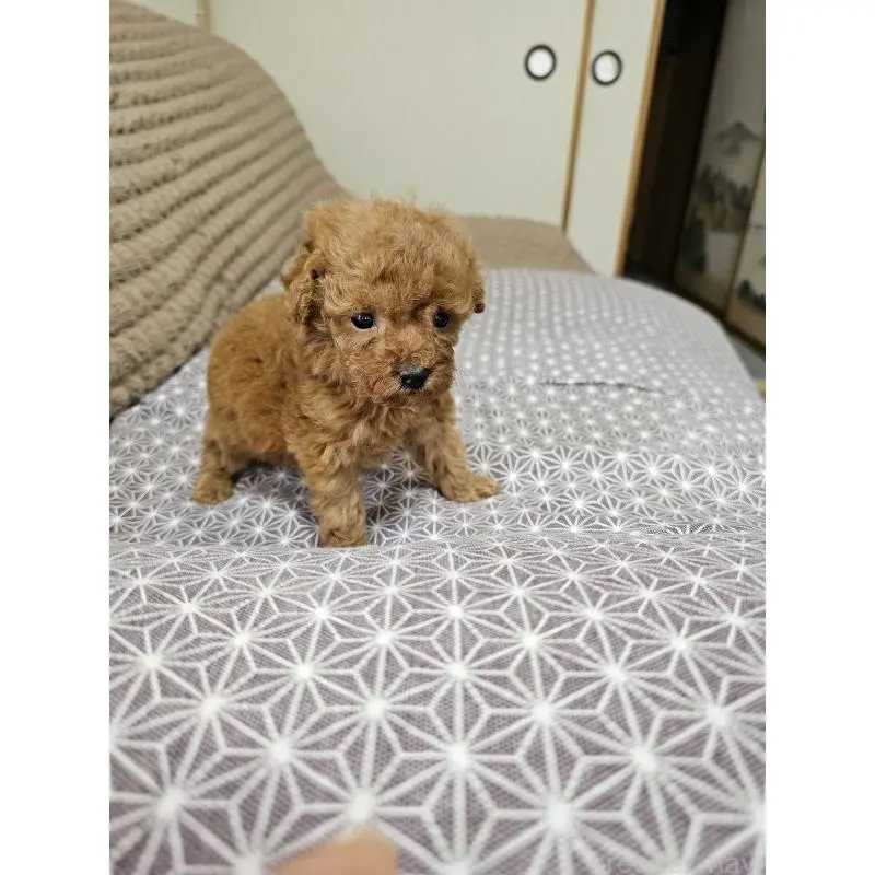 販売中の埼玉県のティーカッププードル-451821の6枚目