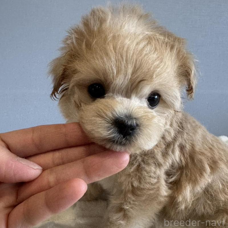 販売中の徳島県のマルプー:マルチーズ×トイプードル-451820の15枚目