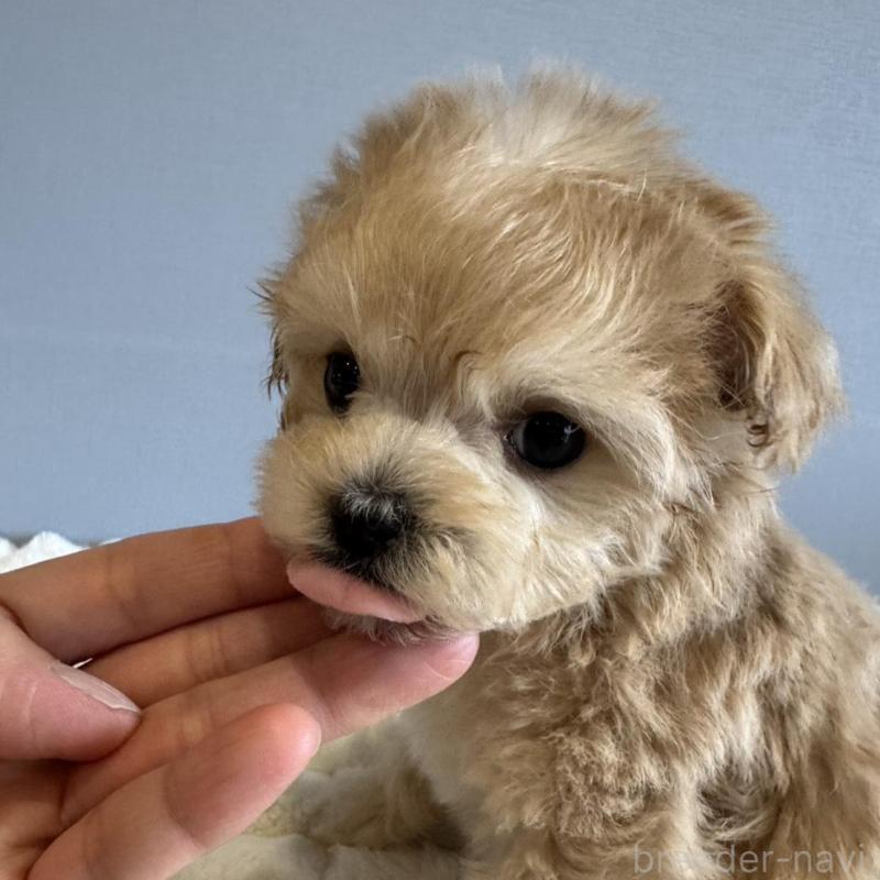 販売中の徳島県のマルプー:マルチーズ×トイプードル-451820の14枚目