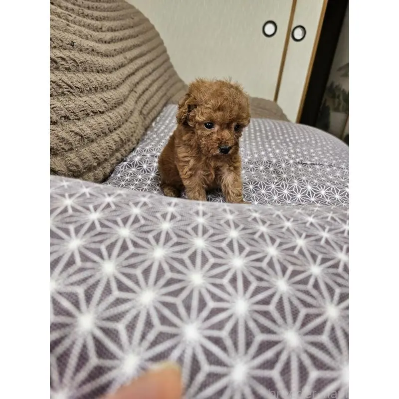 販売中の埼玉県のティーカッププードル-451821の5枚目