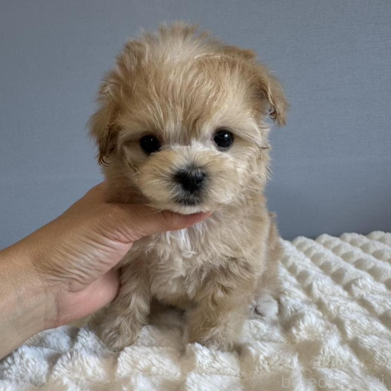 販売中の徳島県のマルプー:マルチーズ×トイプードル-451820の13枚目