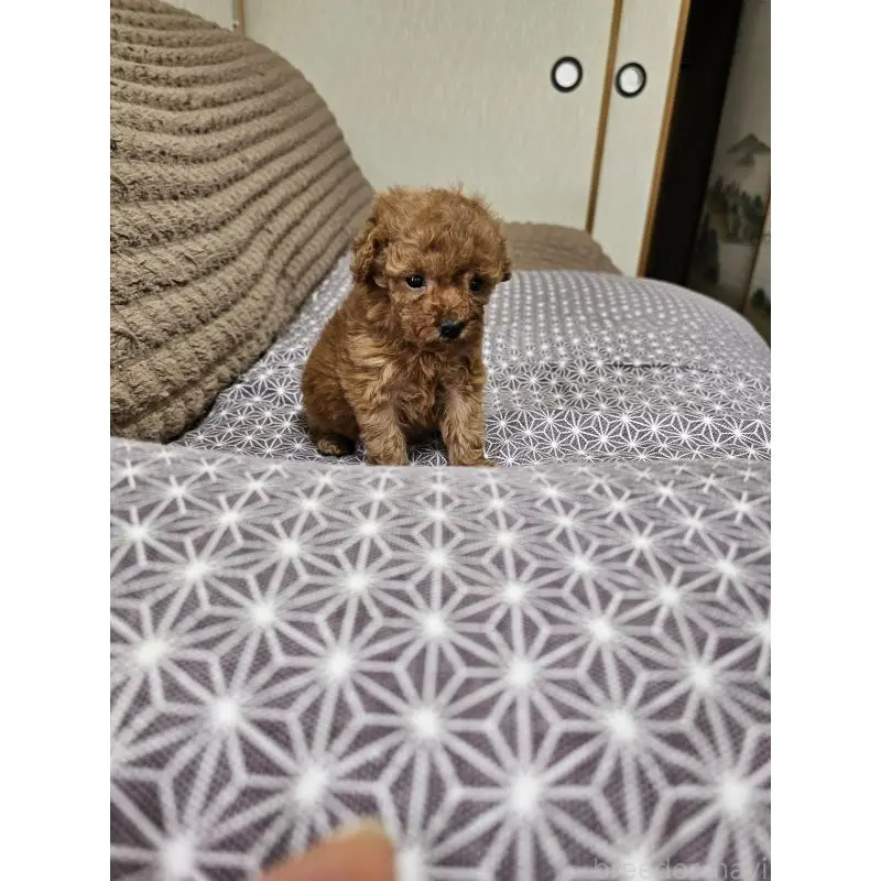 販売中の埼玉県のティーカッププードル-451821の4枚目