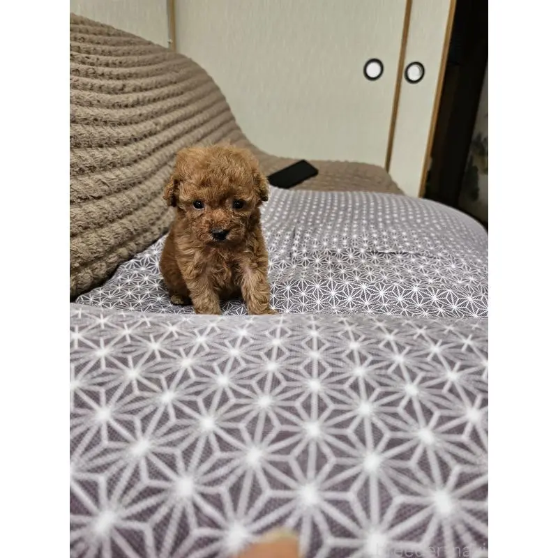 販売中の埼玉県のティーカッププードル-451821の3枚目