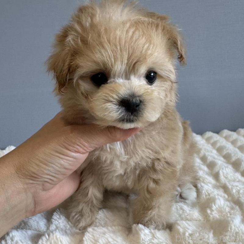 販売中の徳島県のマルプー:マルチーズ×トイプードル-451820の12枚目