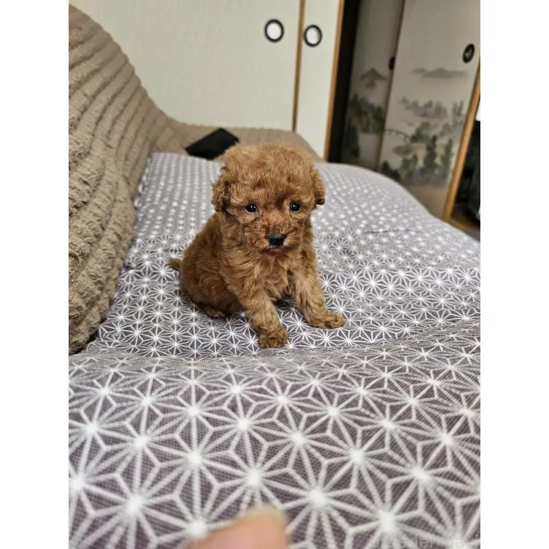 販売中の埼玉県のティーカッププードル-451821の2枚目