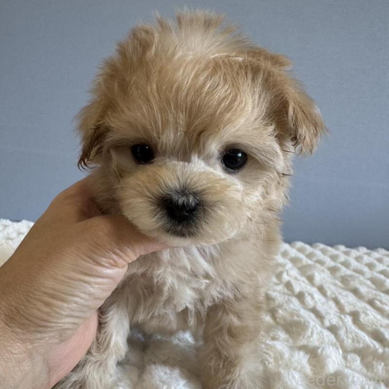 販売中の徳島県のマルプー:マルチーズ×トイプードル-451820の11枚目