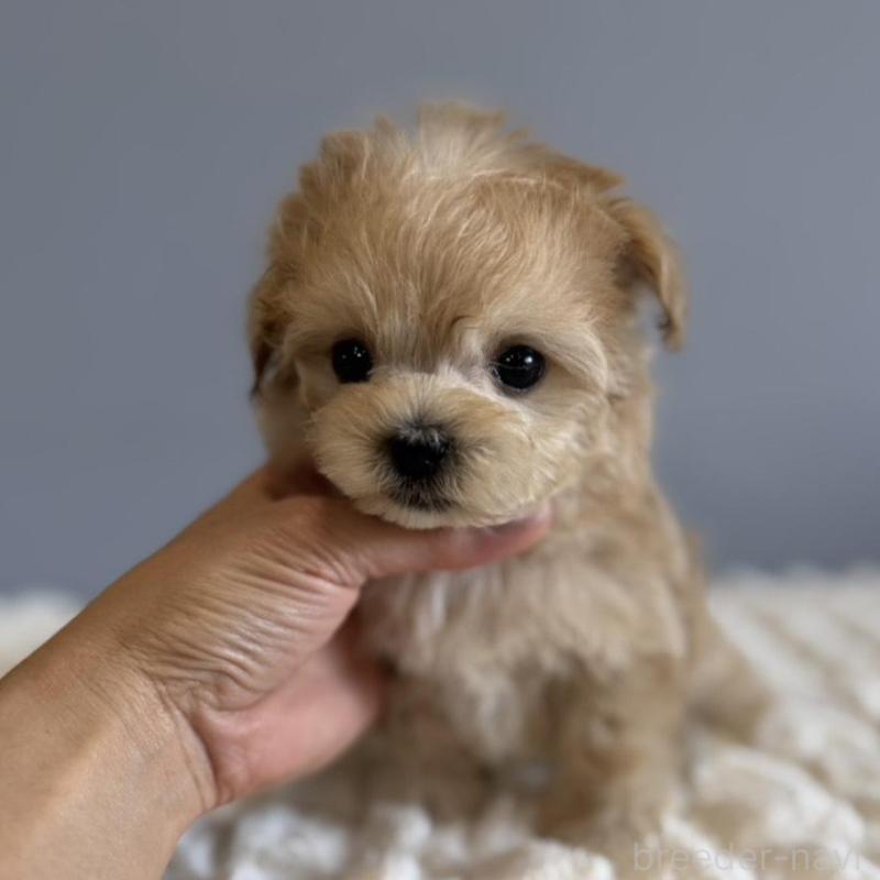 販売中の徳島県のマルプー:マルチーズ×トイプードル-451820の10枚目