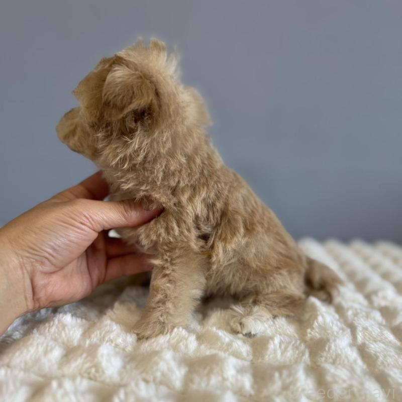 販売中の徳島県のマルプー:マルチーズ×トイプードル-451820の9枚目