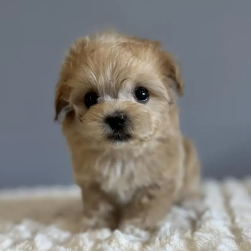 販売中の徳島県のマルプー:マルチーズ×トイプードル-451820の8枚目