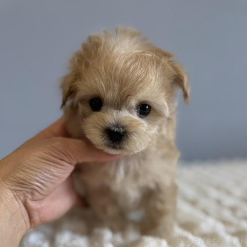 販売中の徳島県のマルプー:マルチーズ×トイプードル-451820の7枚目