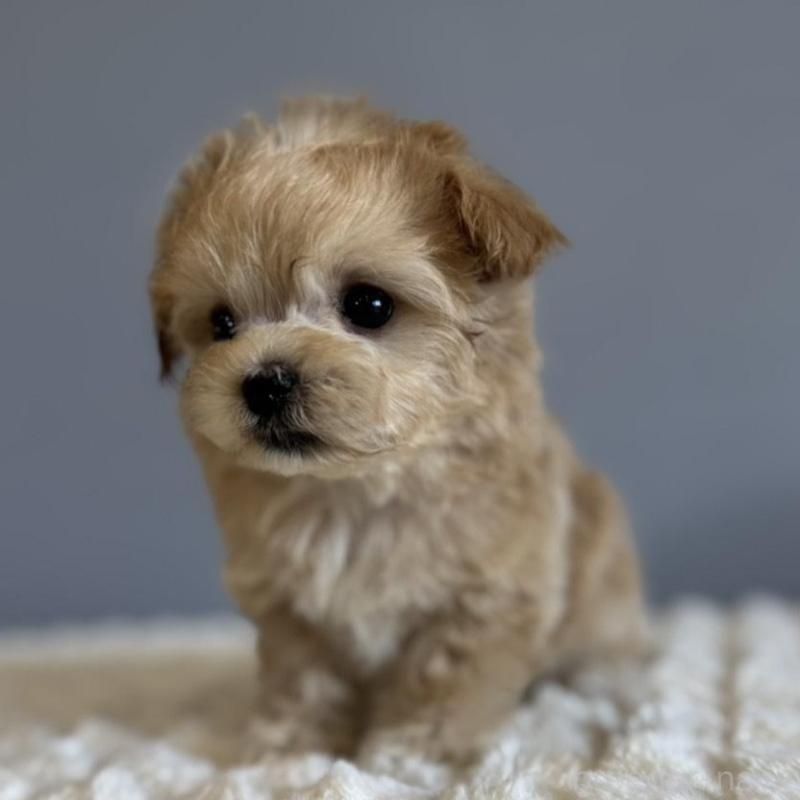 販売中の徳島県のマルプー:マルチーズ×トイプードル-451820の6枚目