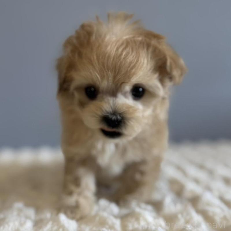 販売中の徳島県のマルプー:マルチーズ×トイプードル-451820の5枚目