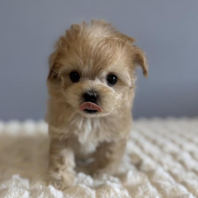 販売中の徳島県のマルプー:マルチーズ×トイプードル-451820の4枚目