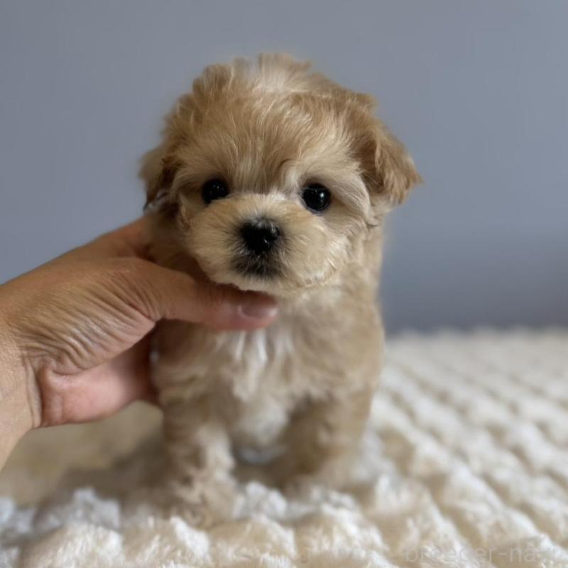 販売中の徳島県のマルプー:マルチーズ×トイプードル-451820の3枚目