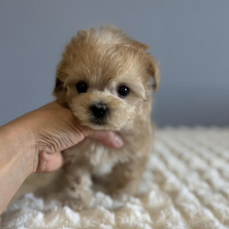 販売中の徳島県のマルプー:マルチーズ×トイプードル-451820の2枚目