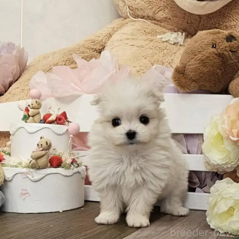 販売中の埼玉県のポメマル:ポメラニアン×マルチーズ-451822