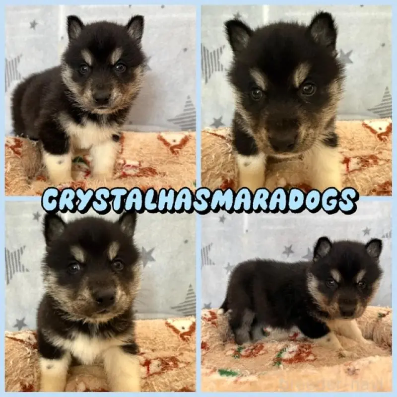 販売中の北海道のシベリアンハスキー-451823