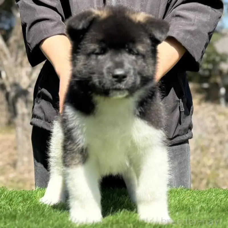 販売中の三重県の秋田犬-451825