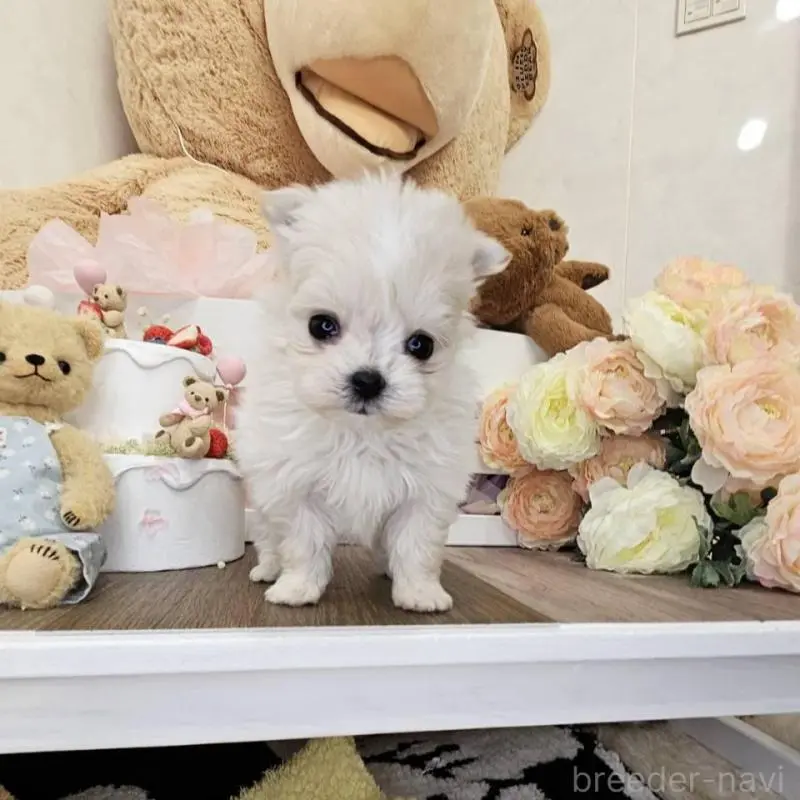 販売中の埼玉県のポメマル:ポメラニアン×マルチーズ-451824の4枚目