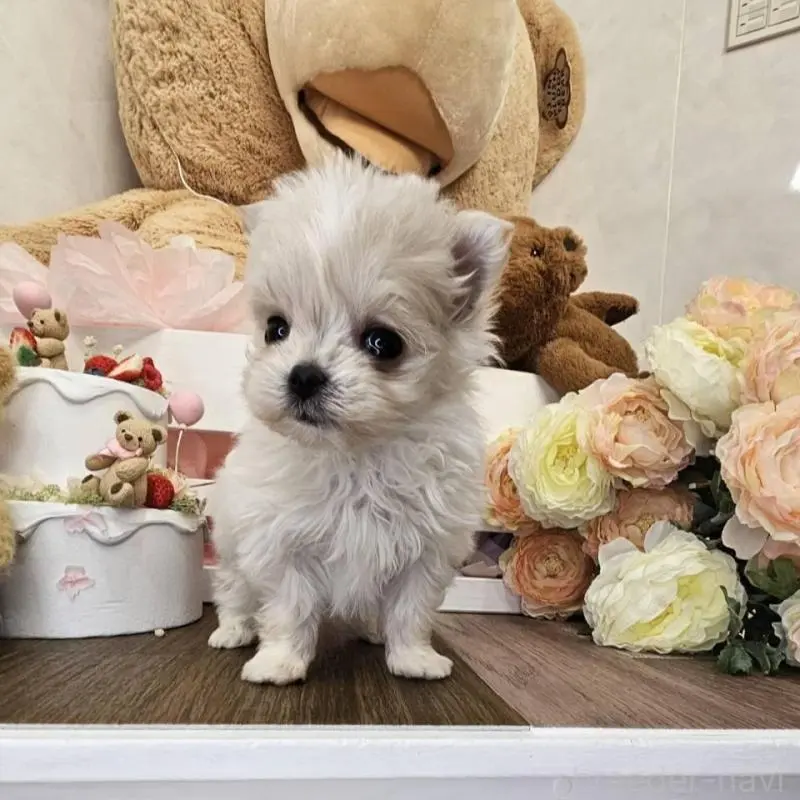 販売中の埼玉県のポメマル:ポメラニアン×マルチーズ-451824の3枚目