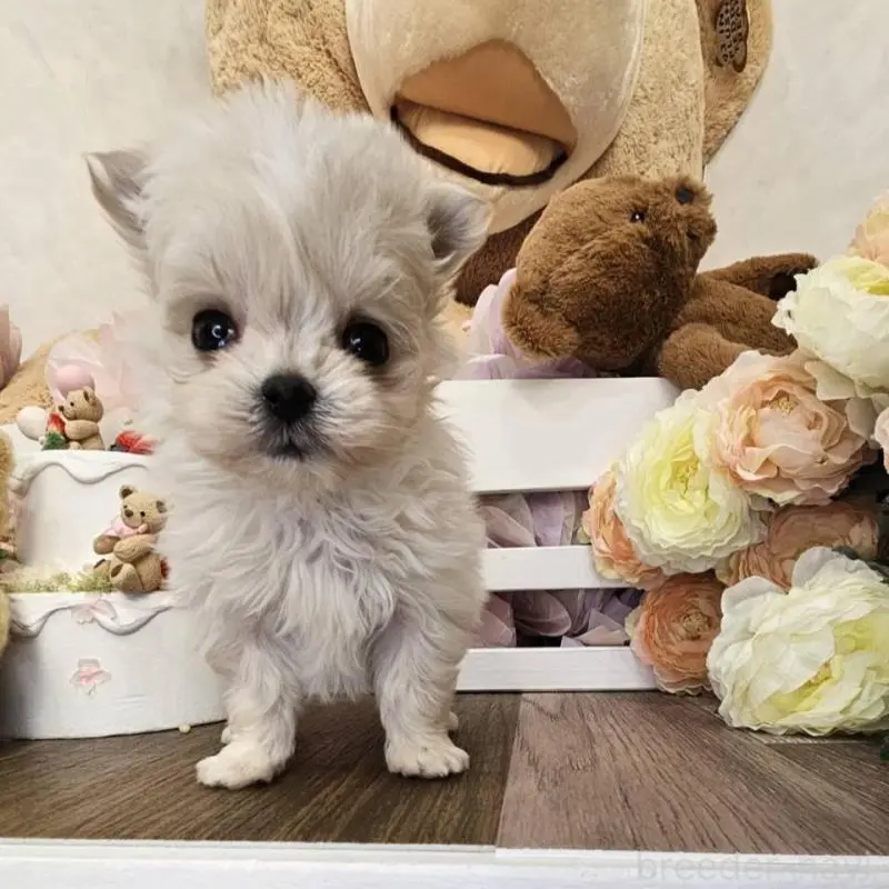 販売中の埼玉県のポメマル:ポメラニアン×マルチーズ-451824