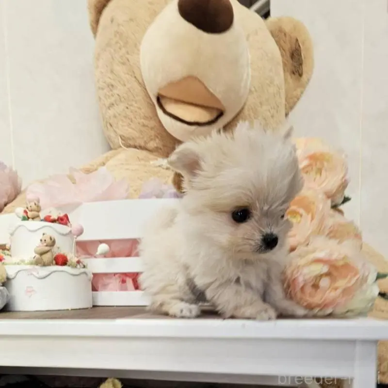 販売中の埼玉県のポメマル:ポメラニアン×マルチーズ-451824の2枚目