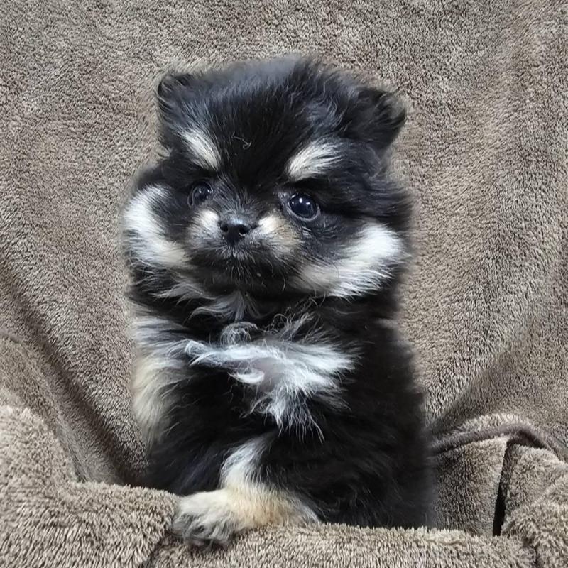 販売中の埼玉県のポメラニアン-449611