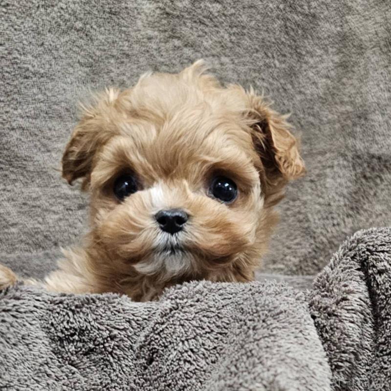 販売中の埼玉県のマルプー:マルチーズ×トイプードル-445528