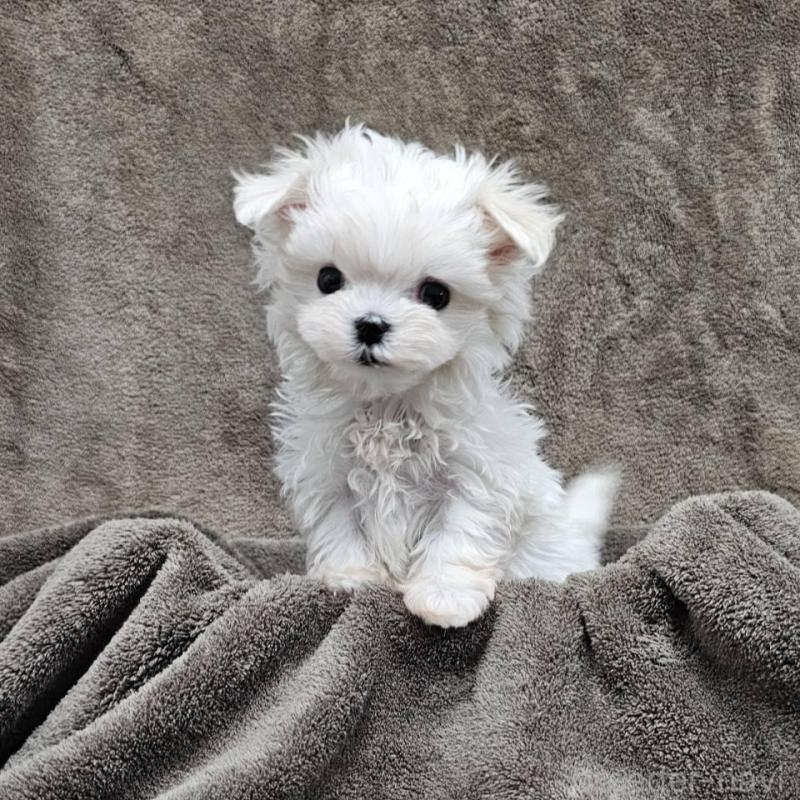 販売中の埼玉県のマルチーズ-449035