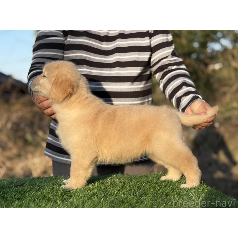 販売中の三重県のゴールデンレトリーバー-451828の6枚目