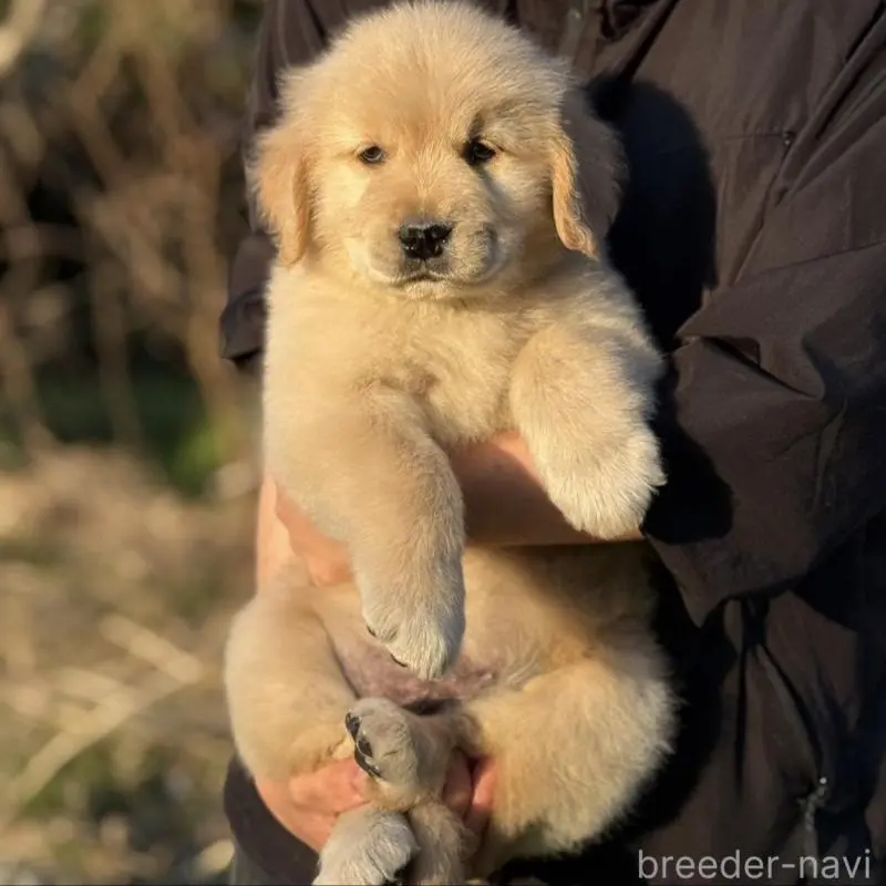 販売中の三重県のゴールデンレトリーバー-451828の5枚目