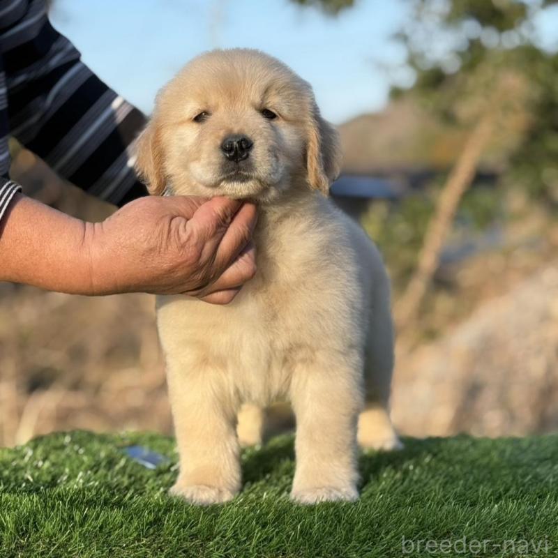 販売中の三重県のゴールデンレトリーバー-451828の4枚目